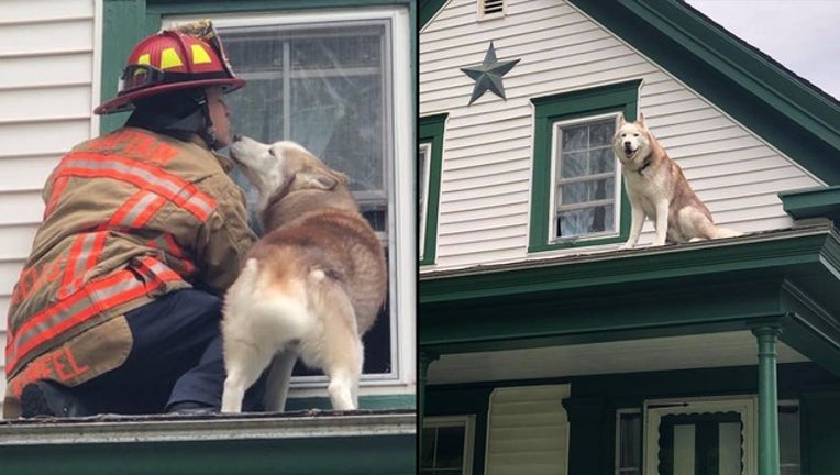 b906aeda-dog rescue _1527593535663.png-402429.jpg