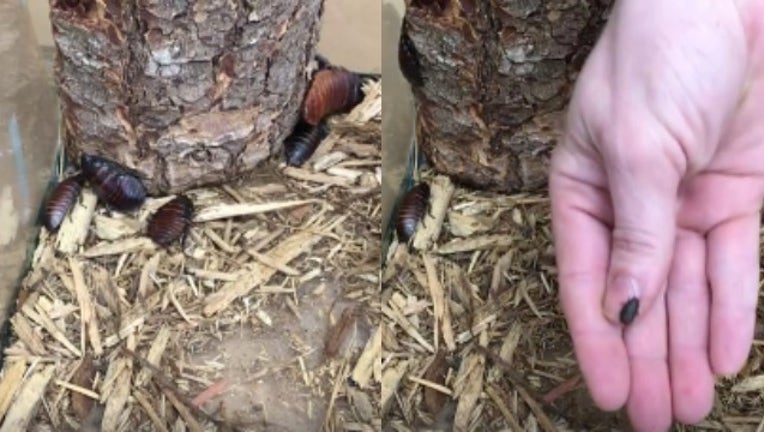 bcd15488-PicMonkey Collage_1487085310171-404959.jpg