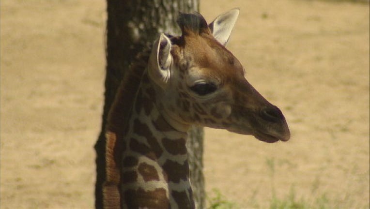 cfc15db0-Kipenzi giraffe