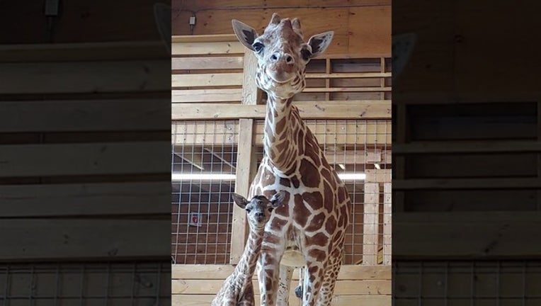 e5c9db5a-april the giraffe_1553015936449.png-402429-402429.jpg