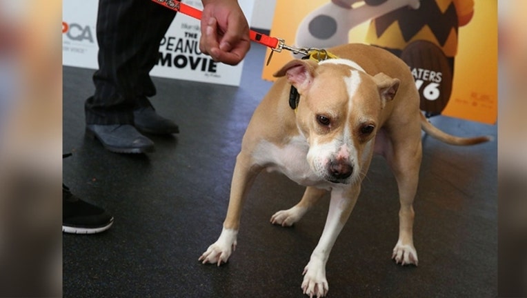 e8245678-pit bull new_1542549632053.jpg-404023.jpg