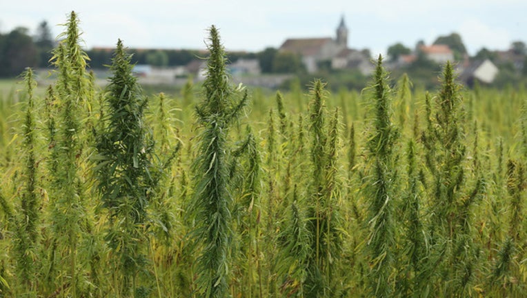 ef40b7db-hemp GETTY