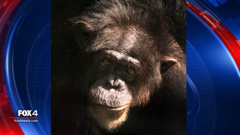 fe60a2cf-bonbon chimp