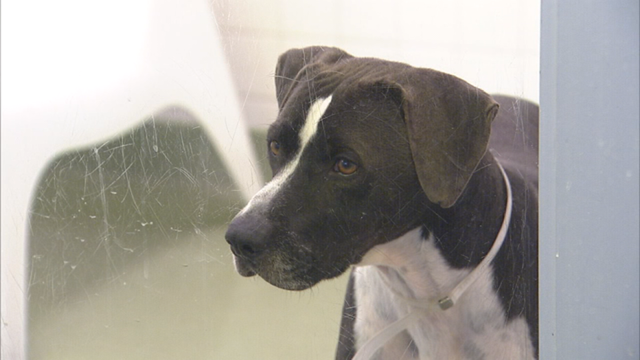 Fort Worth animal shelter offering free adoptions for big dogs