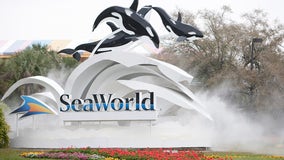 SeaWorld CEO resigns after less than one year on the job