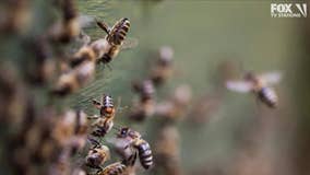 Southern California resident hospitalized with more than 100 bee stings