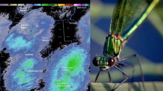 Massive swarms of dragonflies in 3 states picked up on weather radar