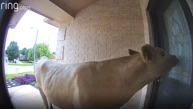 Cow makes surprise visit to North Texas home