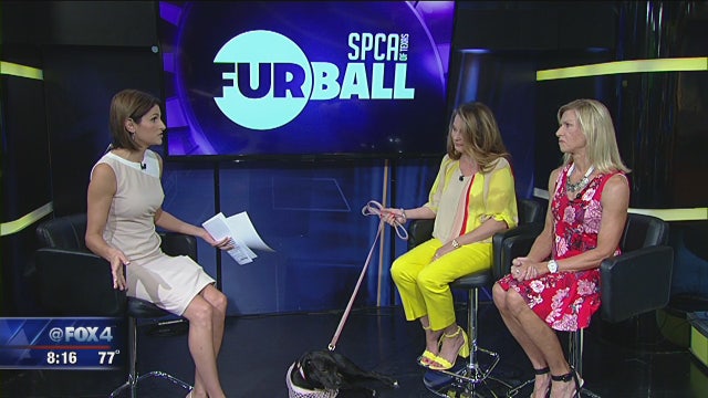 SPCA of Texas Furball Preview
