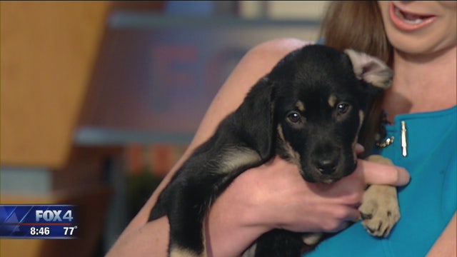 Cranberry and Blueberry are looking for forever homes