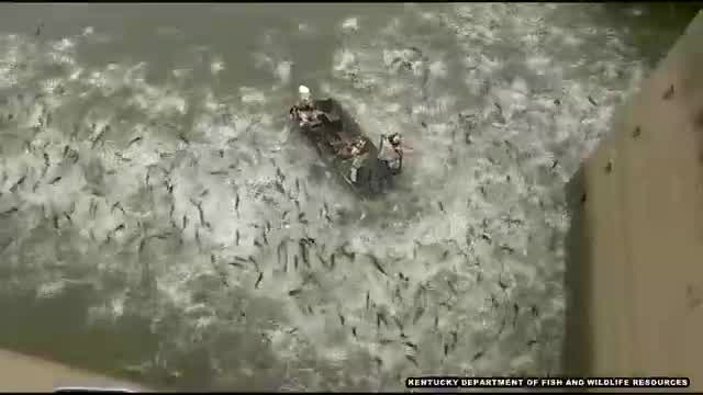 Electrofishing stuns hundreds of carp in mind-boggling video