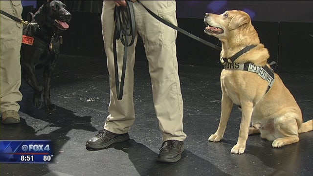 Good Day celebrates National Dog Day with TSA service dogs