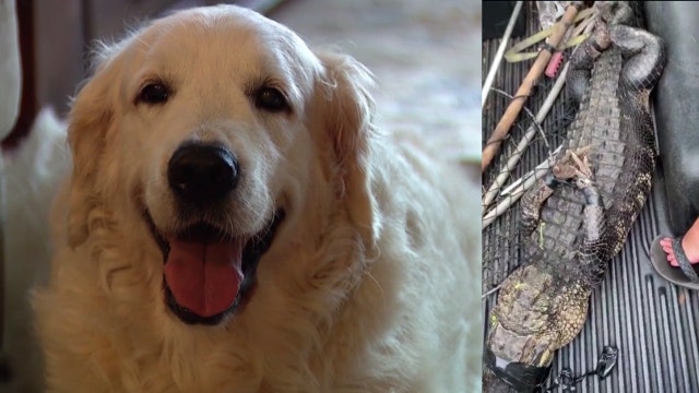 Dog escapes alligator's jaws thanks to owner's dad