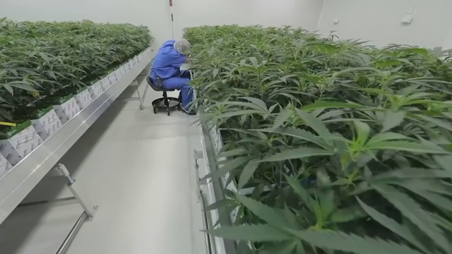 Louisiana becomes first state in the Deep South to dispense medical marijuana