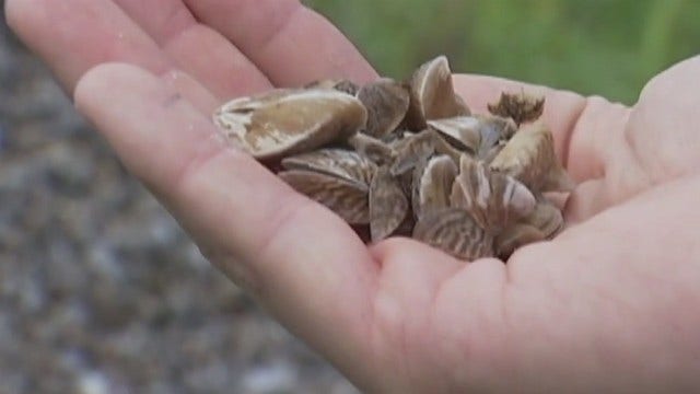 Grapevine Lake now 'infested' with zebra mussels, officials say