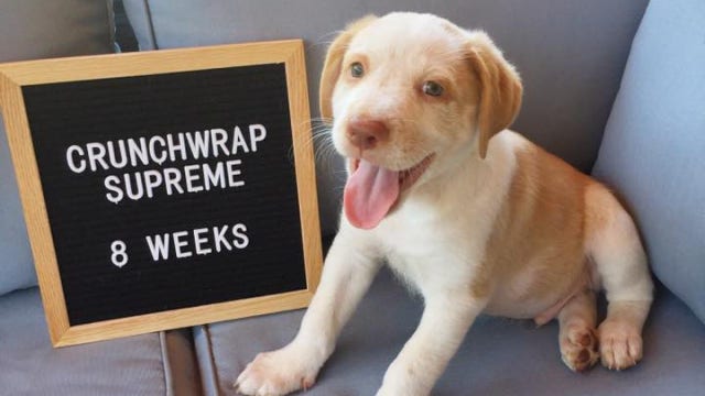 Adorable puppies named after Taco Bell menu items looking for their ‘furever' homes