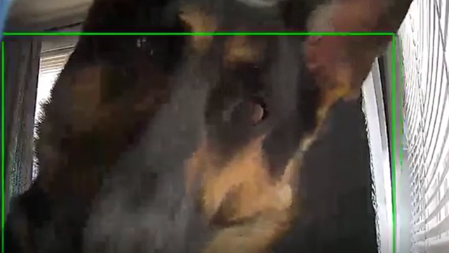 Dog hilariously sets off motion detection camera in viral video