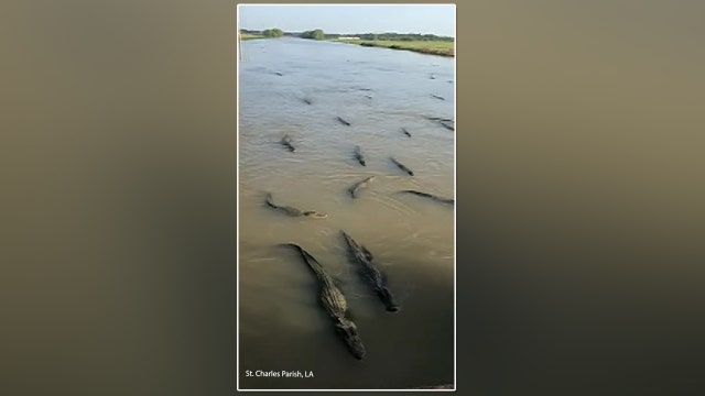 Gators congregate in swampy area of Louisiana