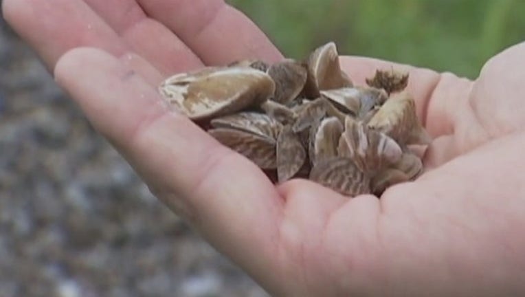 2278b367-Zebra_mussels_in_Round_Rock_0_20181012043704-407693