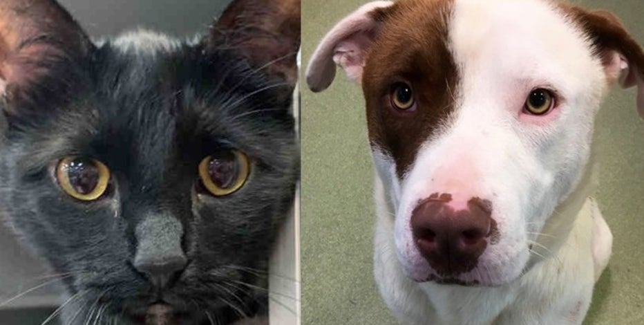 dog pound on westmoreland