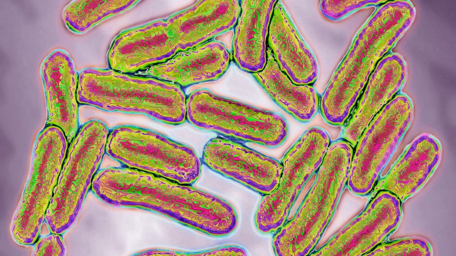 GETTY-Salmonella-bacteria.jpg