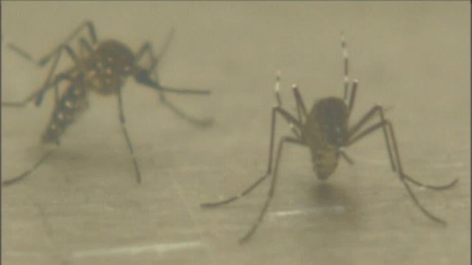 wjbk-mosquitoes-091819.jpg