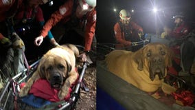 Massive 190-Pound Mastiff rescued from Utah canyon after getting stuck