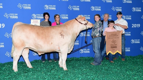 State Fair of Texas grand champion steer sells for record $155K at auction