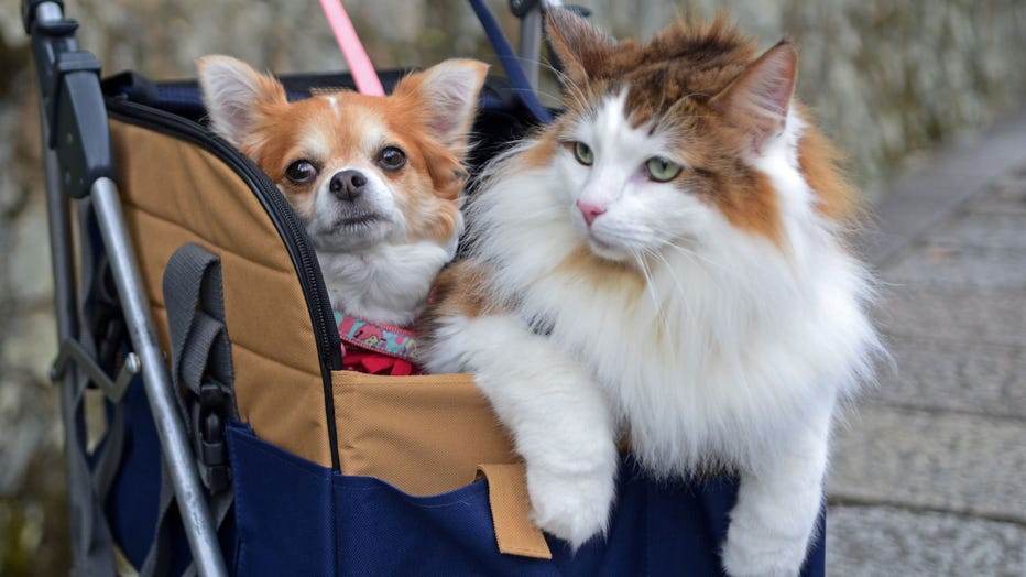 dog-and-cat-together-GETTY.jpg