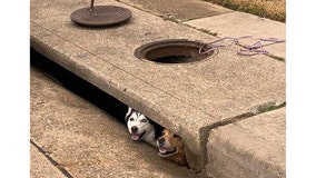 Dogs rescued after getting stuck in storm drain in Carrollton