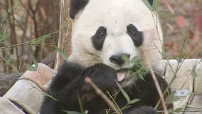 Bei Bei, DC’s beloved giant panda, departs National Zoo for China