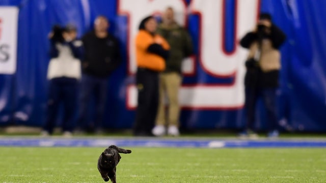 Black cat steals the show during Giants-Cowboys game