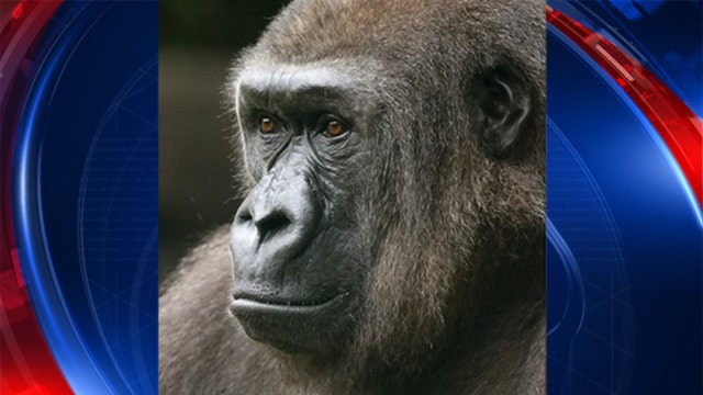 Dallas Zoo gorilla, Hope, dies at 23