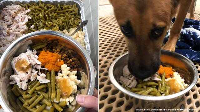 Shelter pets served Thanksgiving meals — complete with turkey, yams and green beans