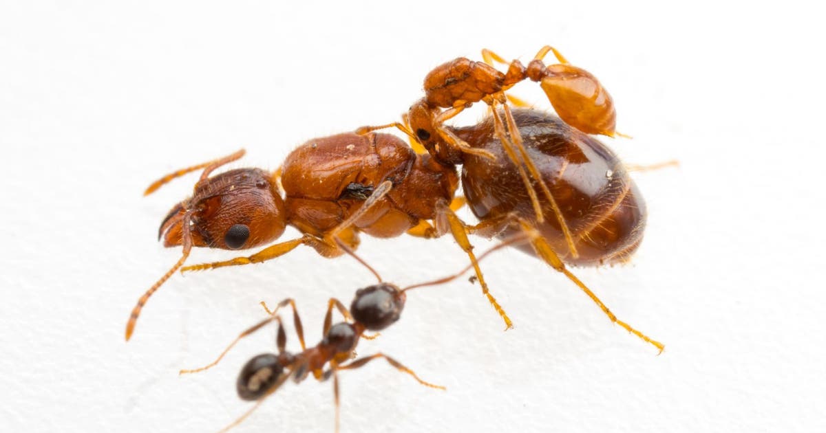 'Rodeo ants' that hitch a ride on larger ants discovered in Texas | FOX ...