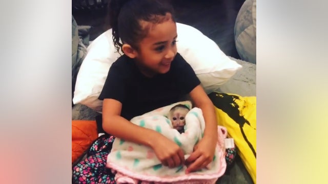 Chris Brown must give up monkeys under judge's restrictions