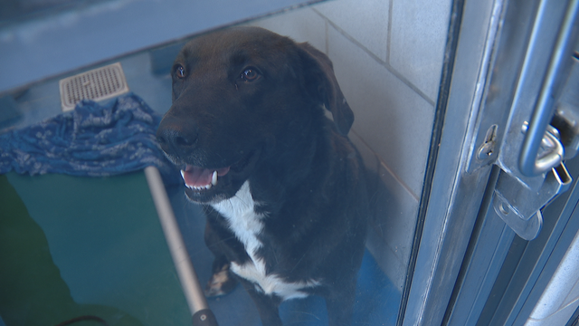 Dallas shelter offering free pet adoptions to kick off 2020