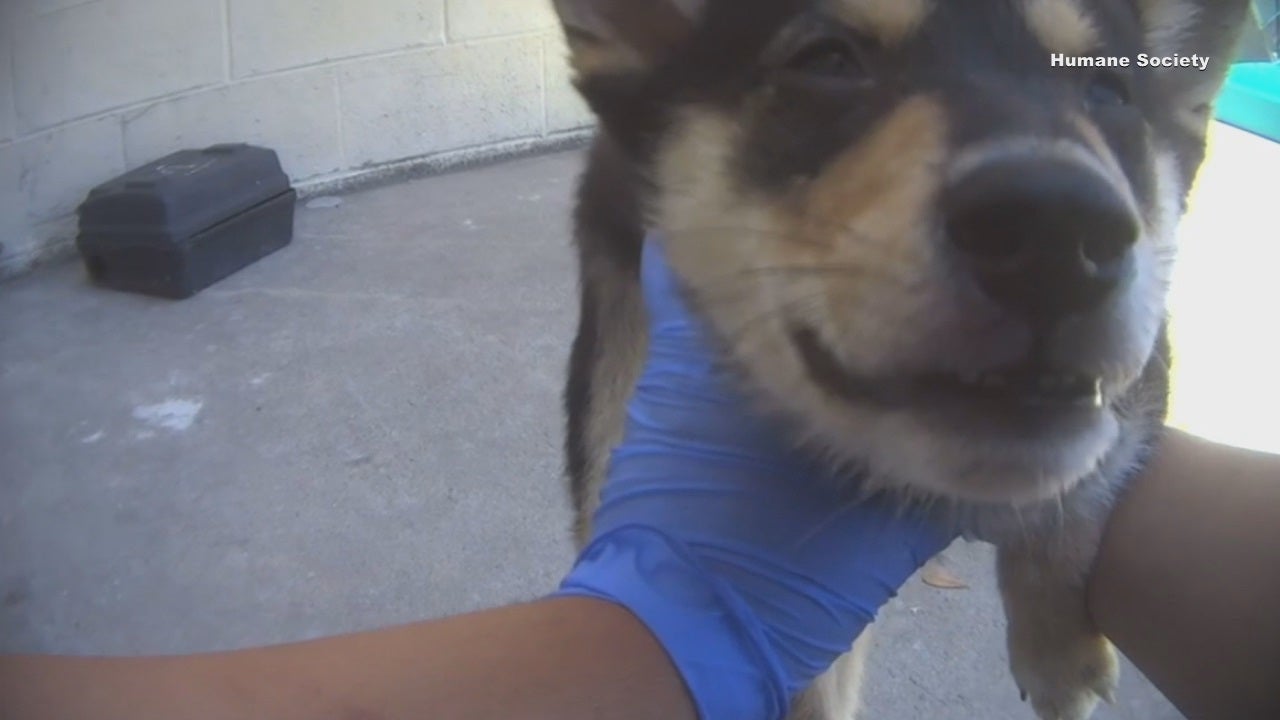 Frisco City Council enacts new pet store rules after Petland