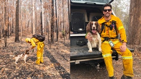 Koala-sniffing dog aids in 15 wildlife rescues as Australian bushfires ravage habitats