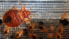 Police investigate after bed bugs released in Pennsylvania Walmart