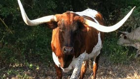 Montague County family searches for killer of ‘prized’ longhorn steer