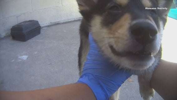 Frisco City Council enacts new pet store rules after Petland investigation