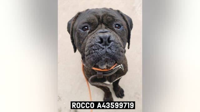 Fort Worth animal shelter over capacity; offering $10 adoptions