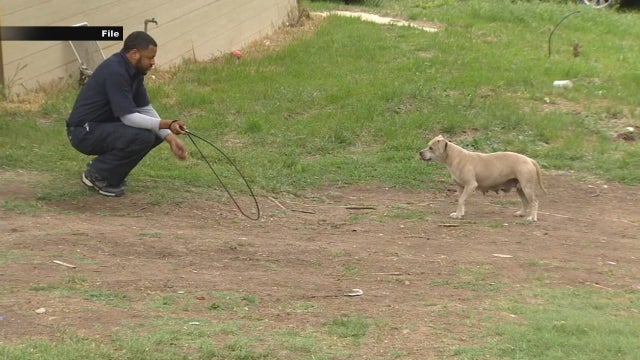 Dallas Animal Services making progress in controlling loose dog problem