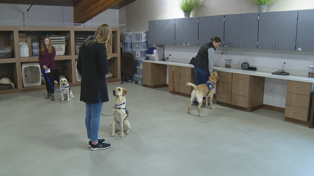 Texas senator working to get law passed that would allow therapy dogs in federal courtrooms