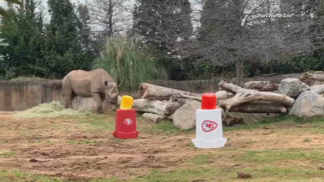 Rhino at Fort Worth Zoo predicts winner of Super Bowl LIV