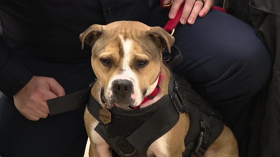 Meet Hansel. He is New Jersey's first arson detection dog.