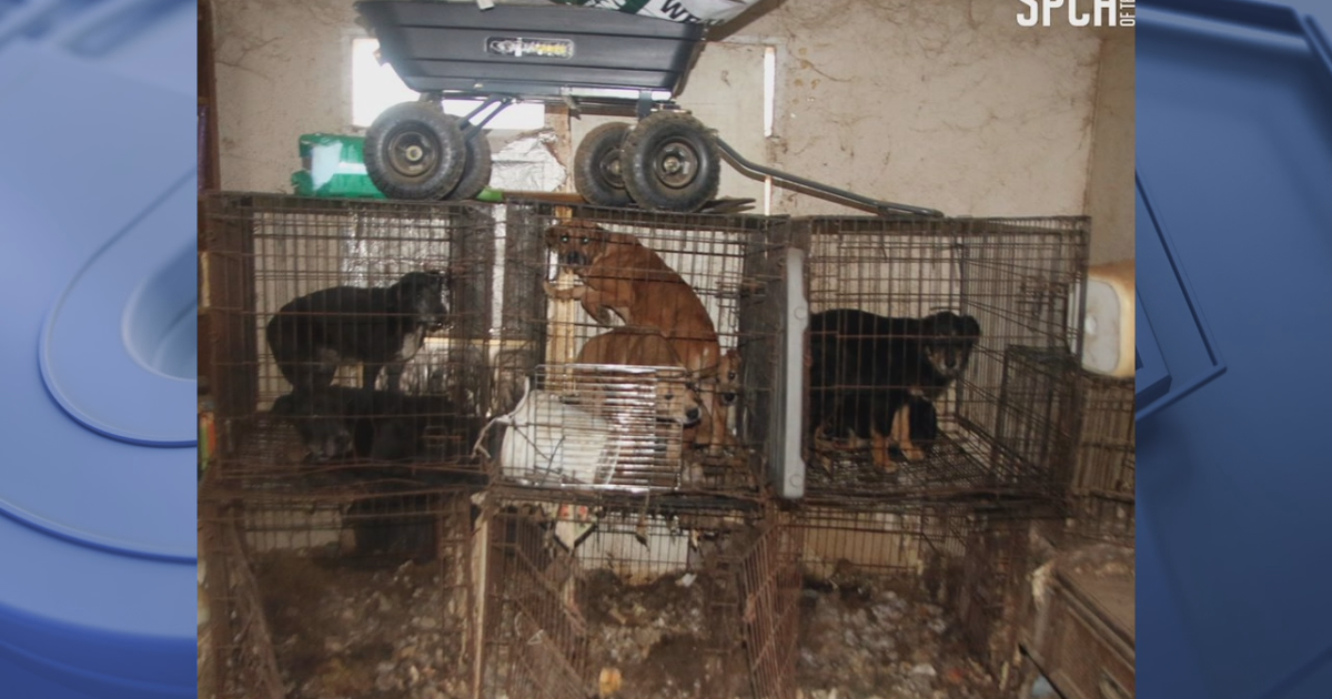 Help sought for 146 animals seized from Hunt County property | FOX 4 ...