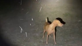 VIDEO: Dog in Central Texas jumping for joy at the sight of snow