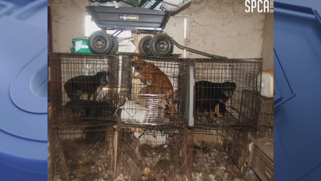 Help sought for 146 animals seized from Hunt County property